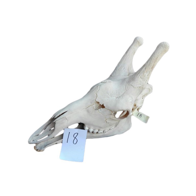GIRAFFE SKULL GS18A - Image 3