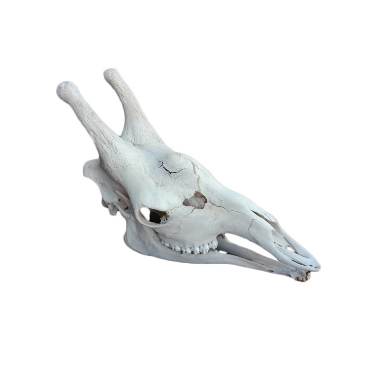 GIRAFFE SKULL GS18A