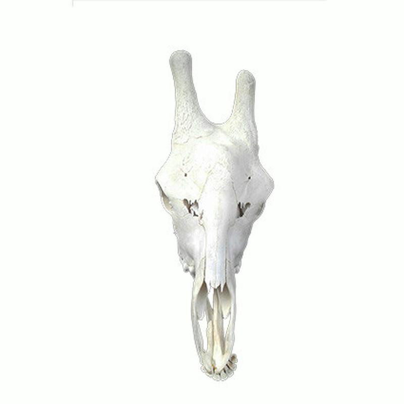 Giraffe Skull GS19 - Image 3
