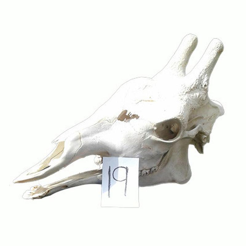 Giraffe Skull GS19