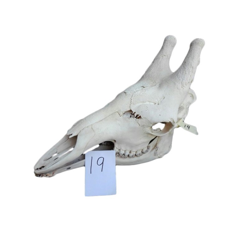 GIRAFFE SKULL GS19A - Image 2