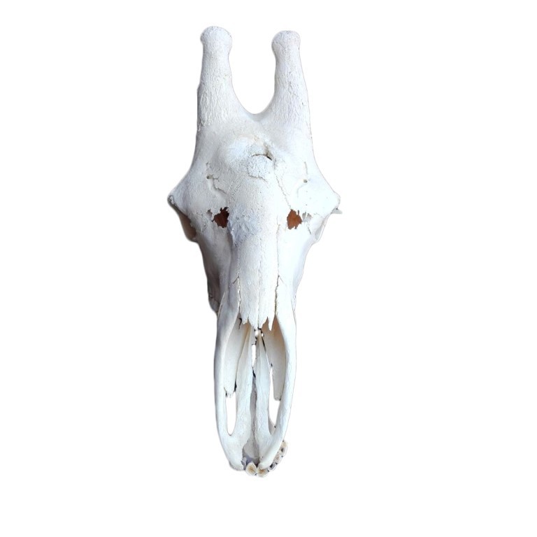GIRAFFE SKULL GS19A - Image 3