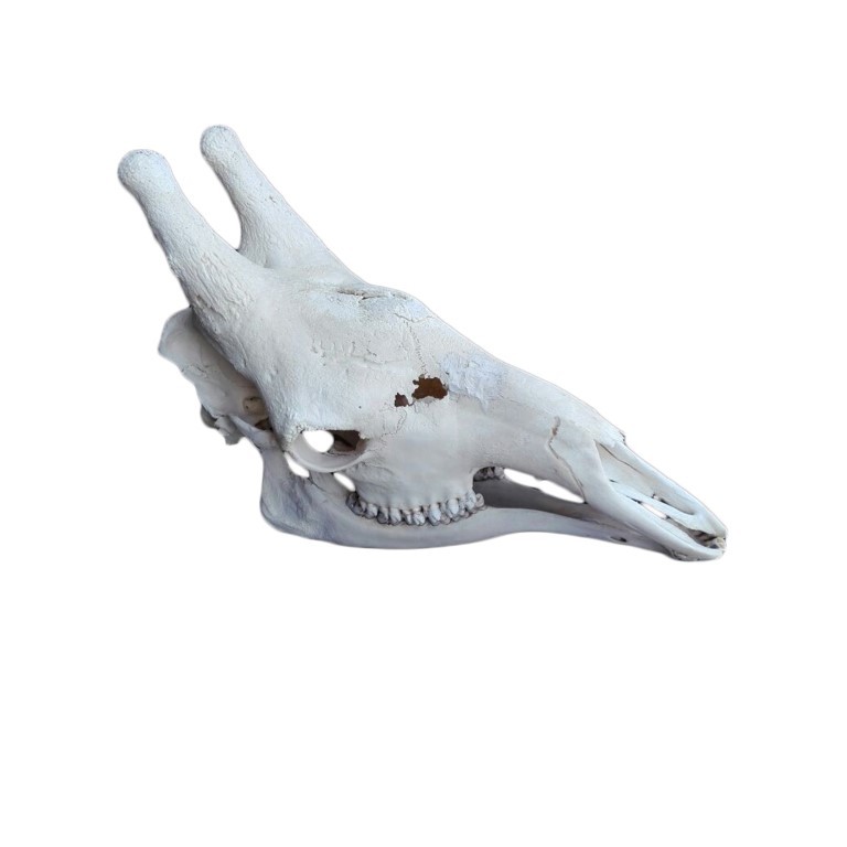 GIRAFFE SKULL GS19A