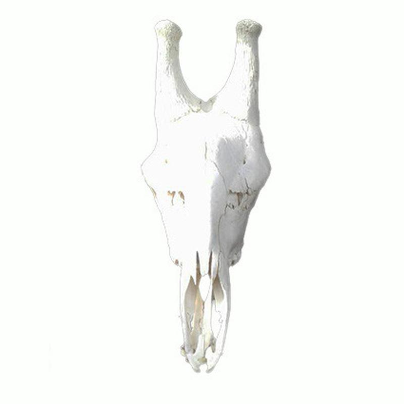 Giraffe Skull GS20 - Image 3