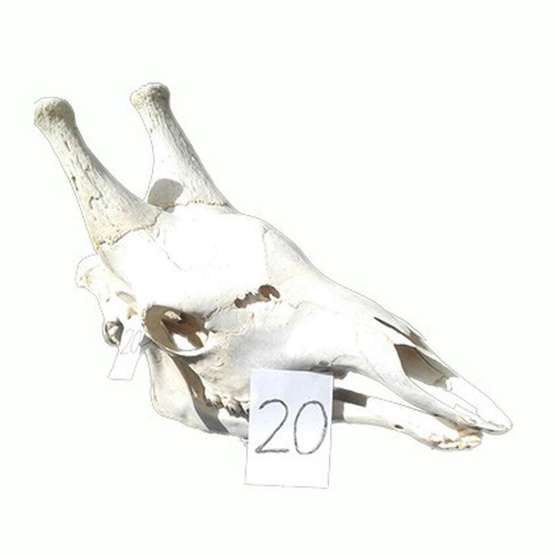Giraffe Skull GS20 - Image 4