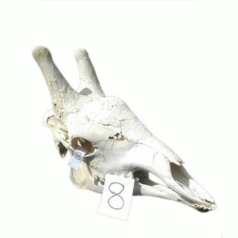 Giraffe Skull GS20 - Image 5