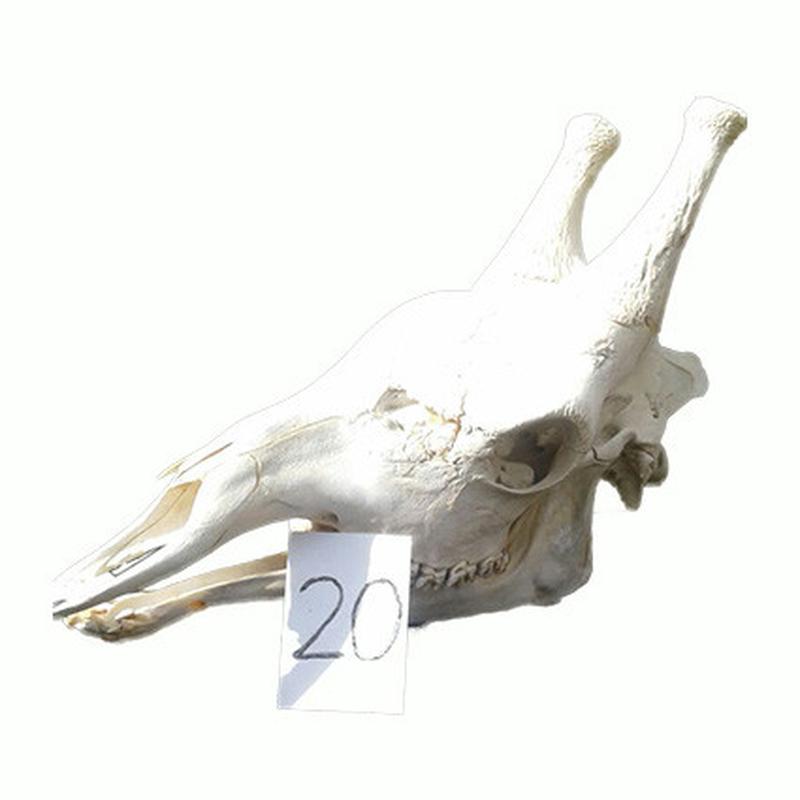 Giraffe Skull GS20