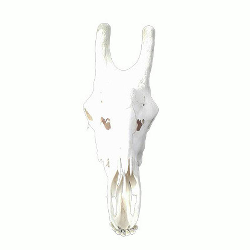 Giraffe Skull GS21