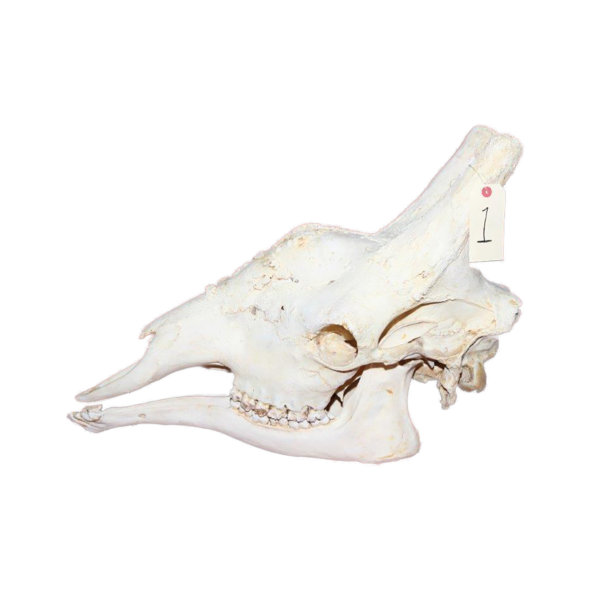 GIRAFFE SKULL GSX1 - Image 2