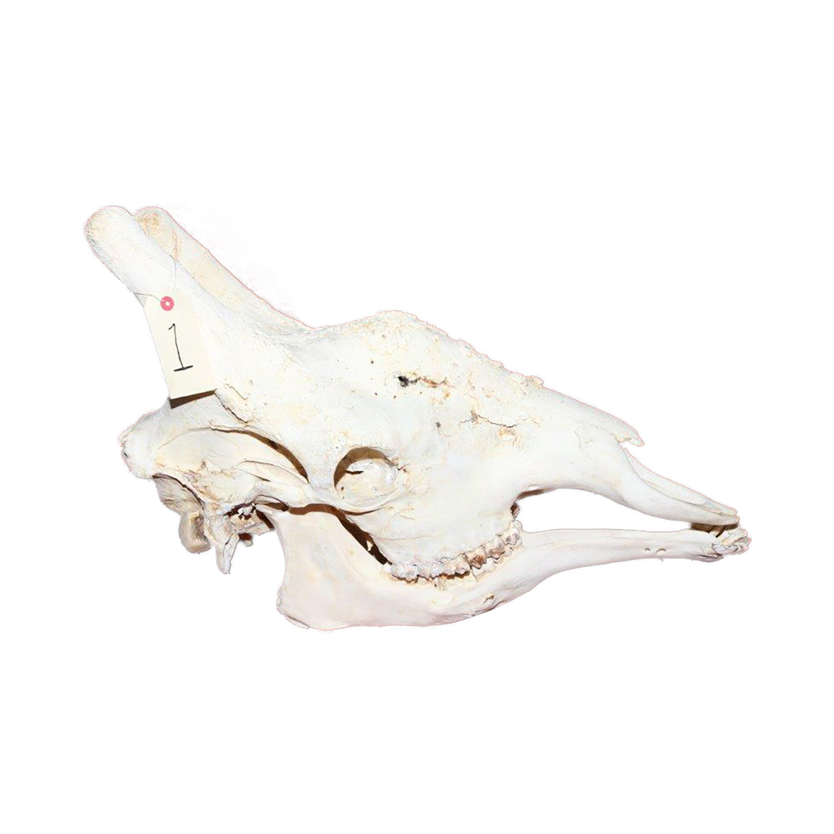GIRAFFE SKULL GSX1 - Image 3
