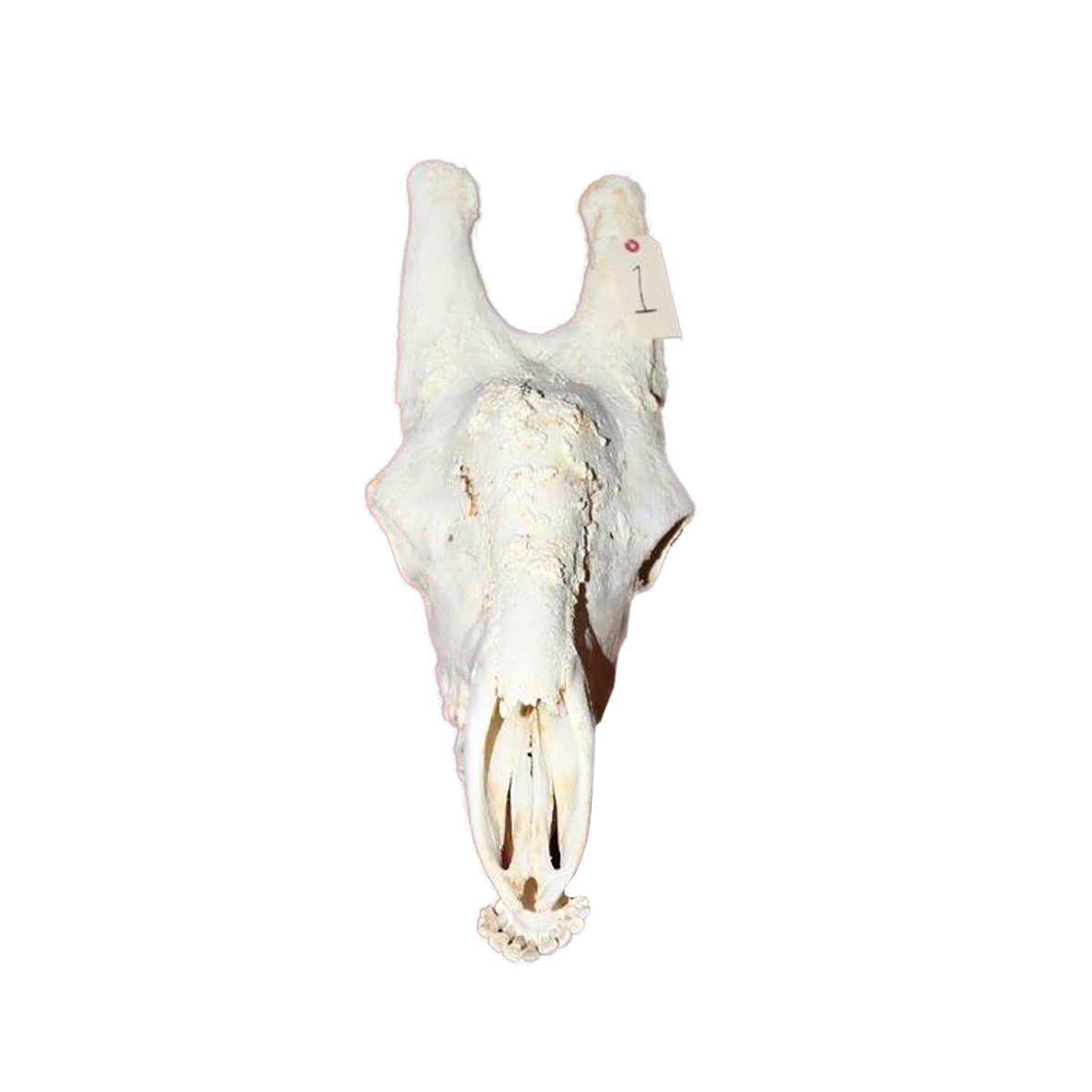 GIRAFFE SKULL GSX1 - Image 4