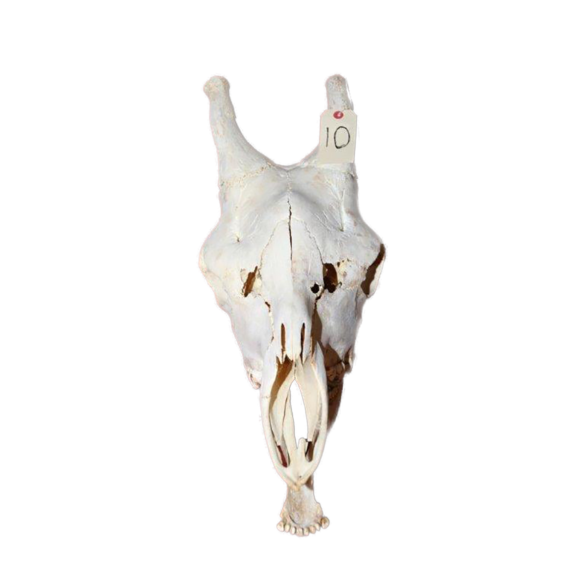 GIRAFFE SKULL GSX10 - Image 2