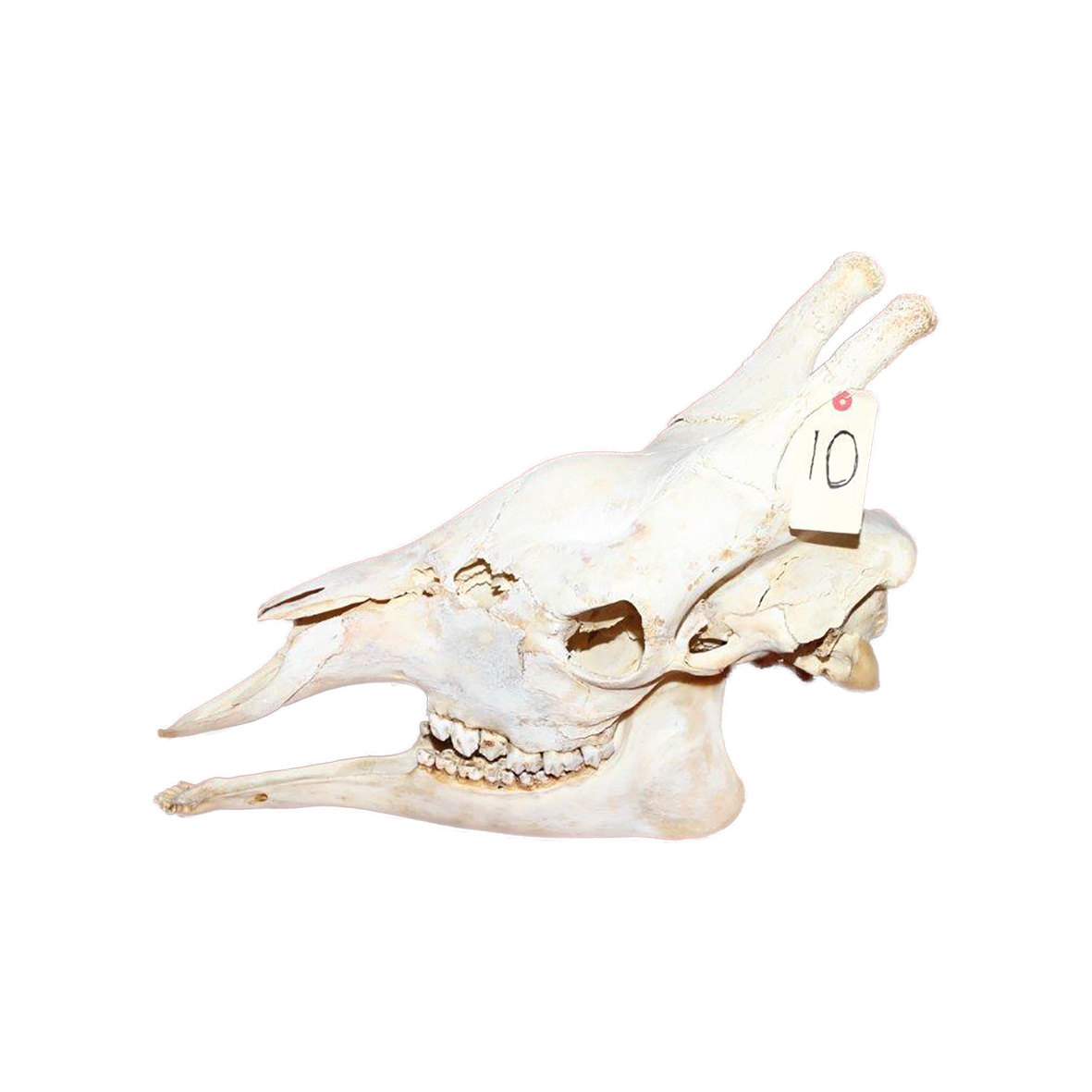 GIRAFFE SKULL GSX10 - Image 3