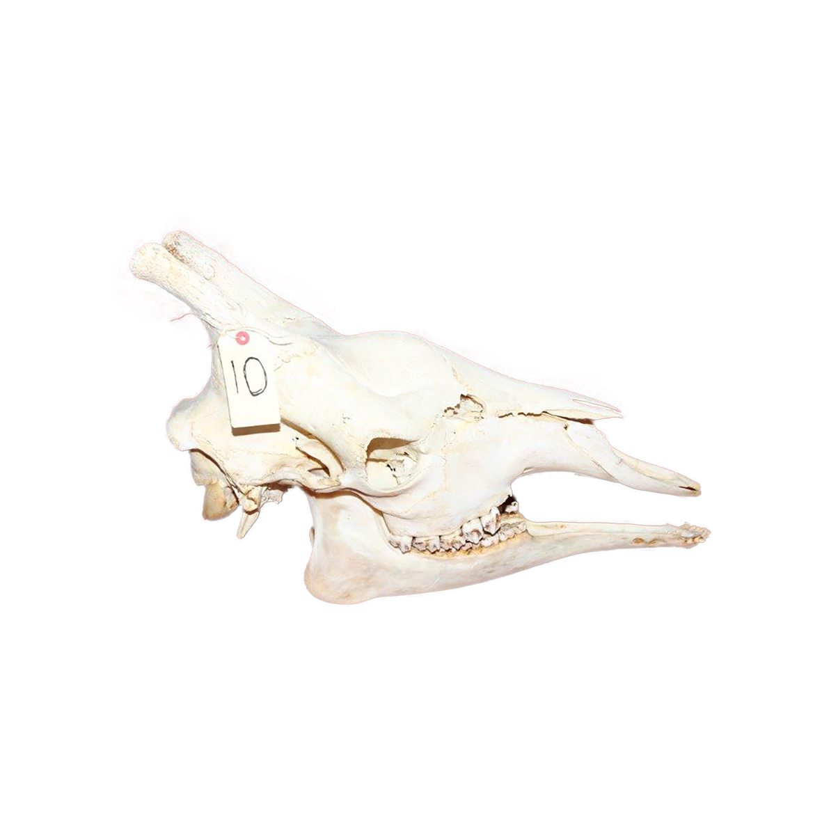 GIRAFFE SKULL GSX10
