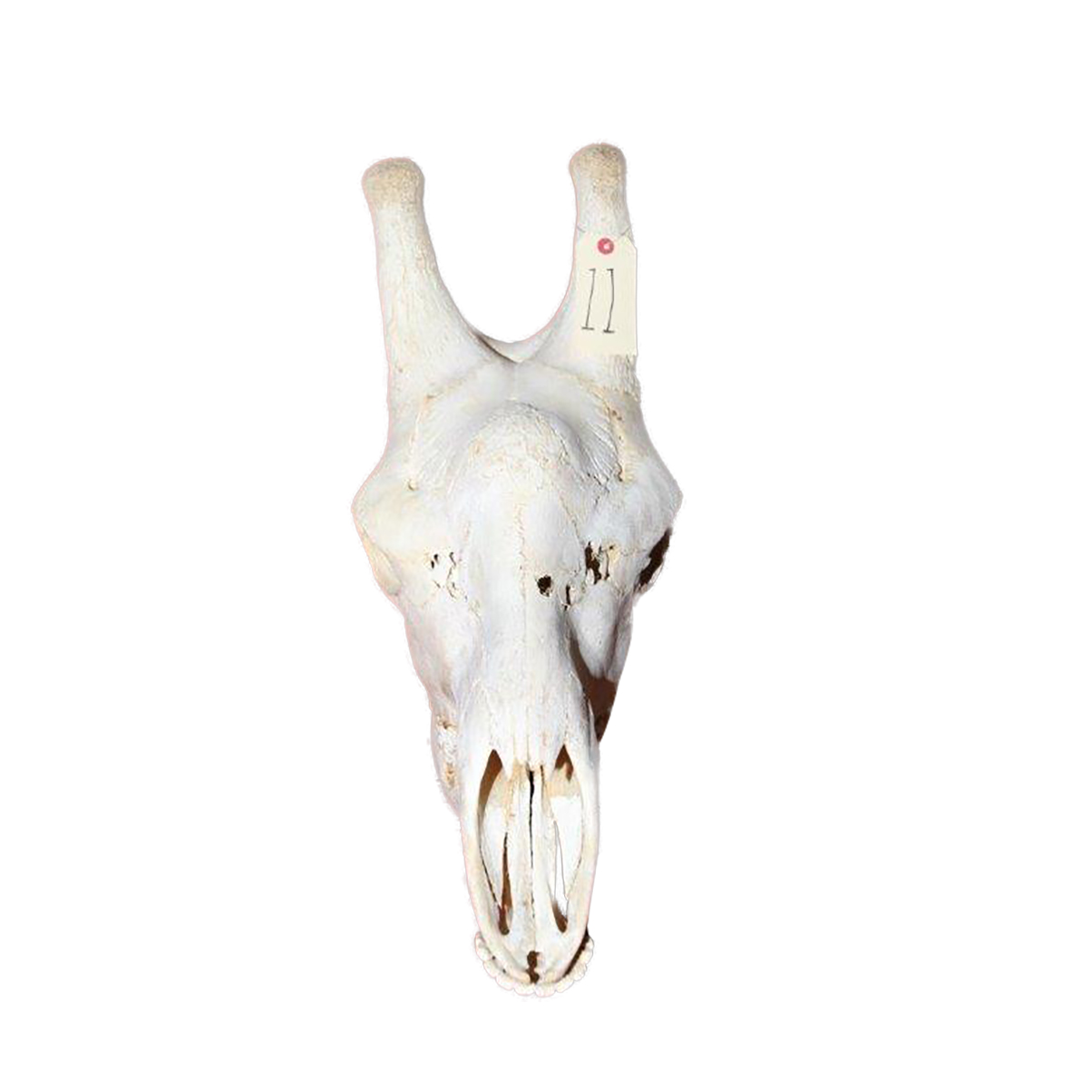 GIRAFFE SKULL GSX11 - Image 2