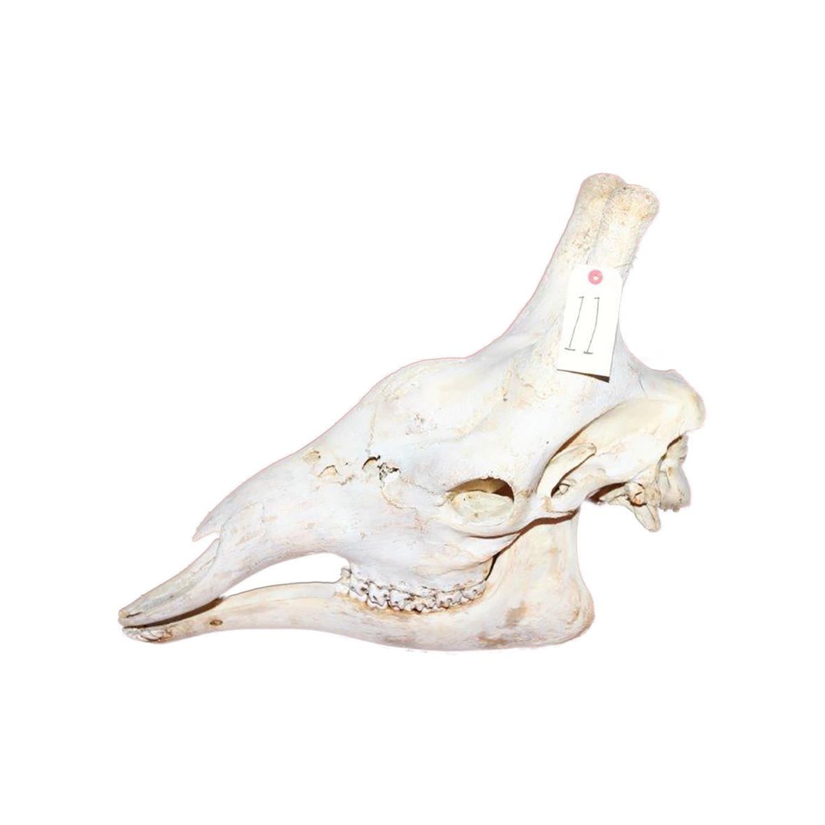 GIRAFFE SKULL GSX11 - Image 3