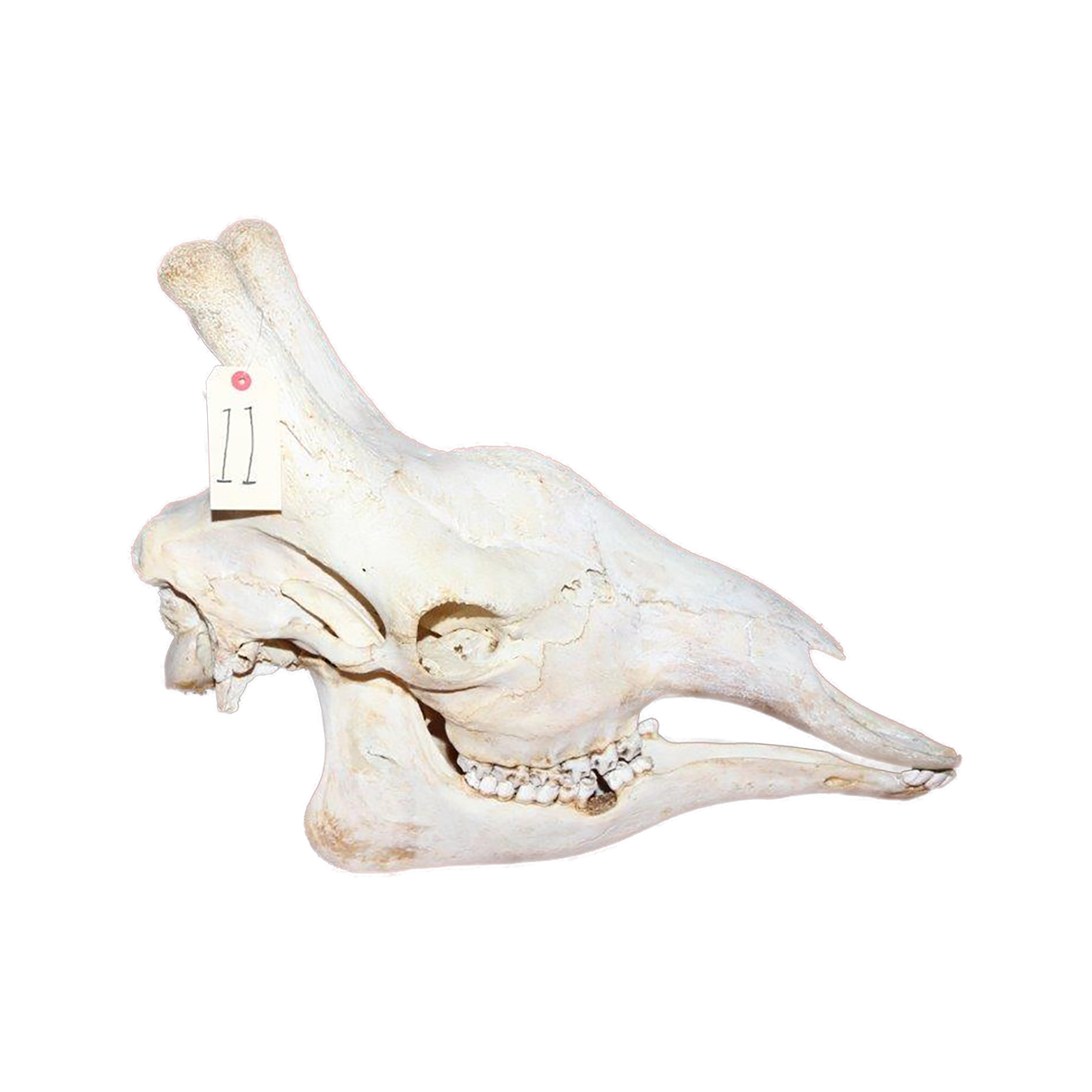 GIRAFFE SKULL GSX11 - Image 4