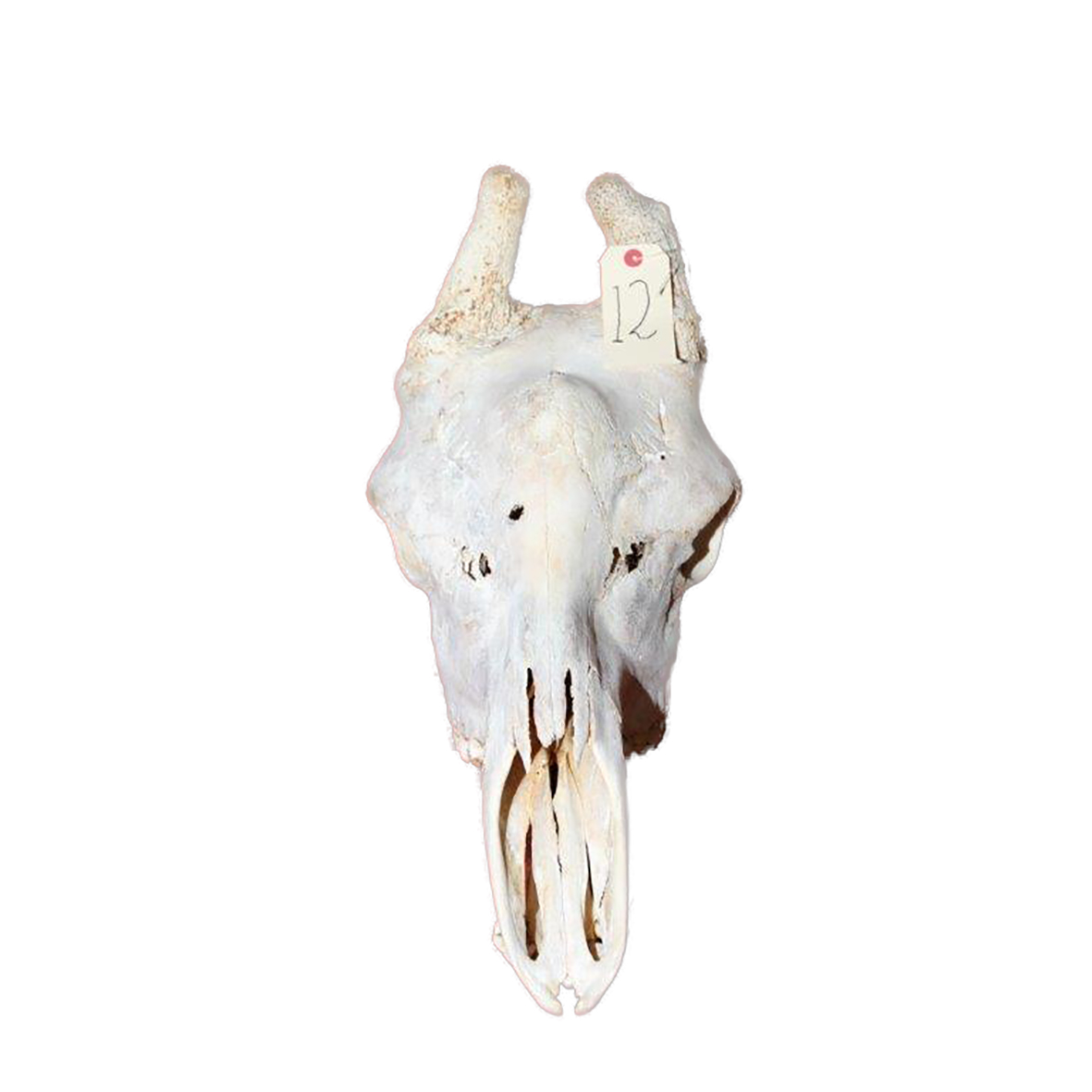GIRAFFE SKULL GSX12 - Image 2