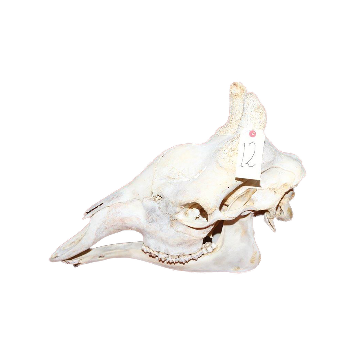 GIRAFFE SKULL GSX12 - Image 3