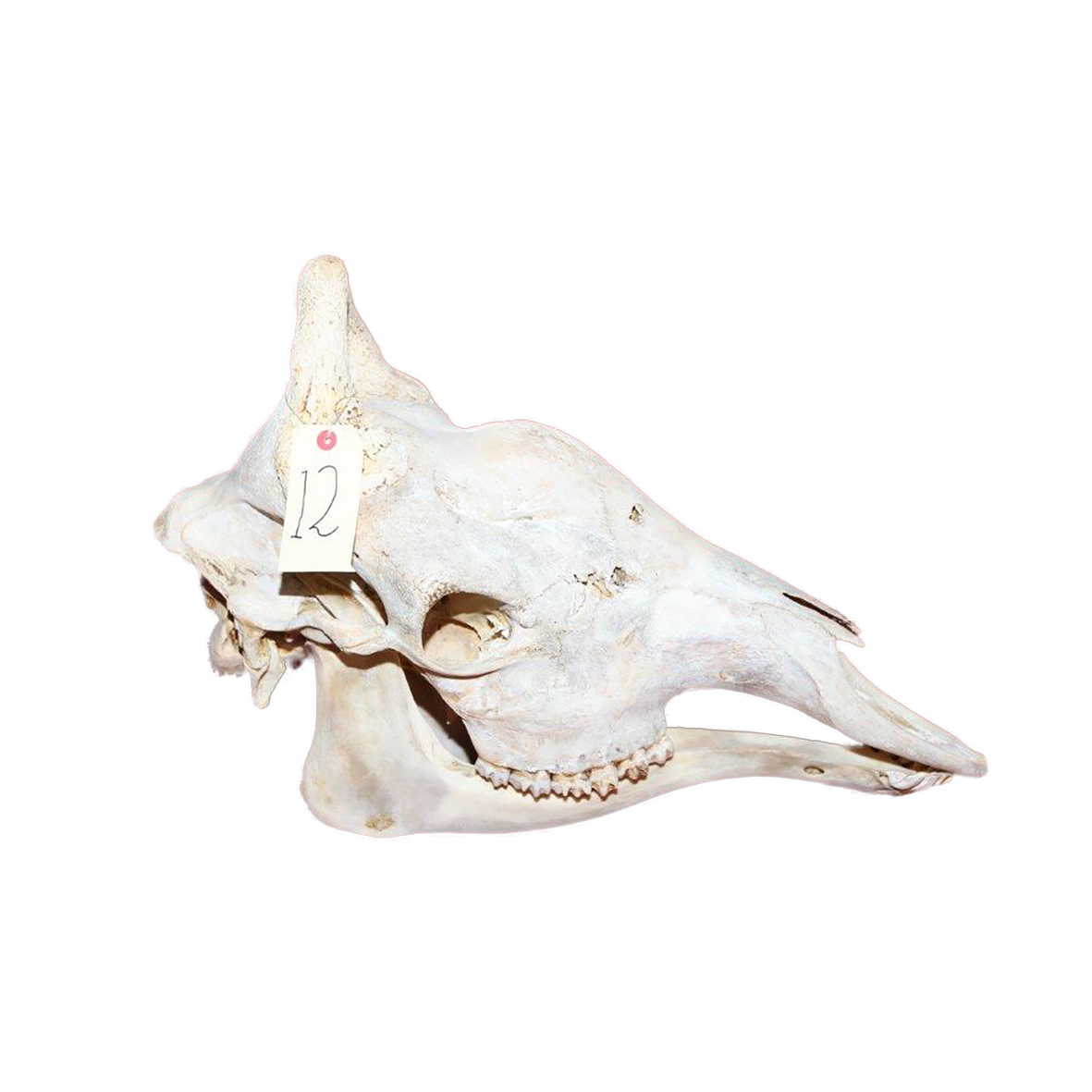 GIRAFFE SKULL GSX12 - Image 4
