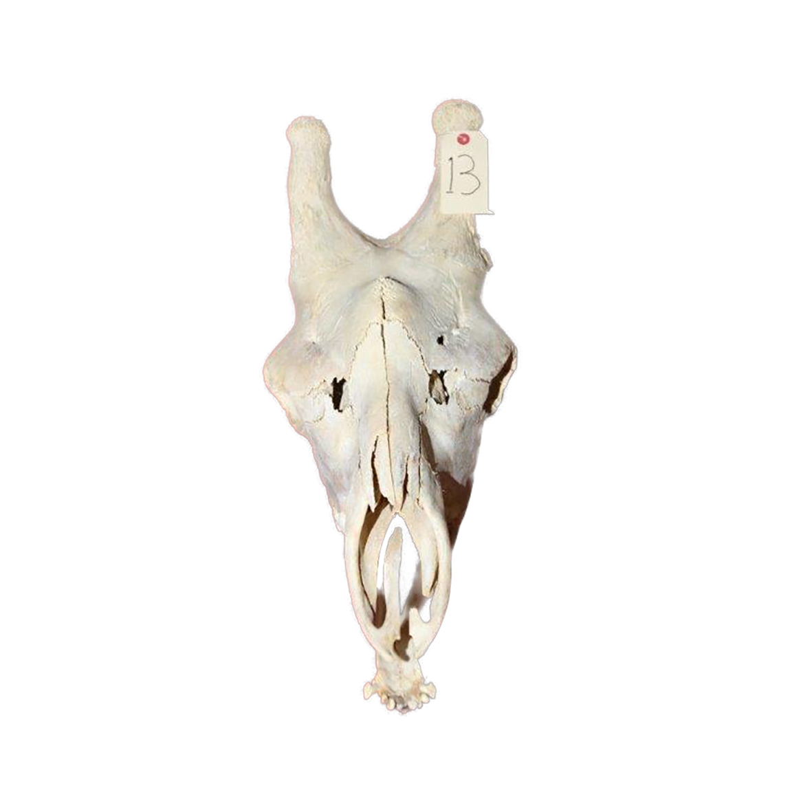 GIRAFFE SKULL GSX13 - Image 2