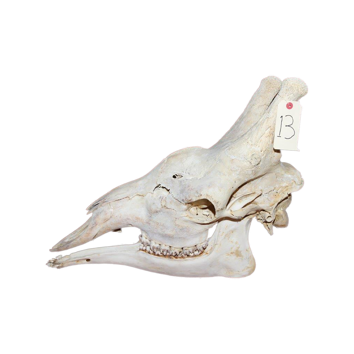 GIRAFFE SKULL GSX13 - Image 3