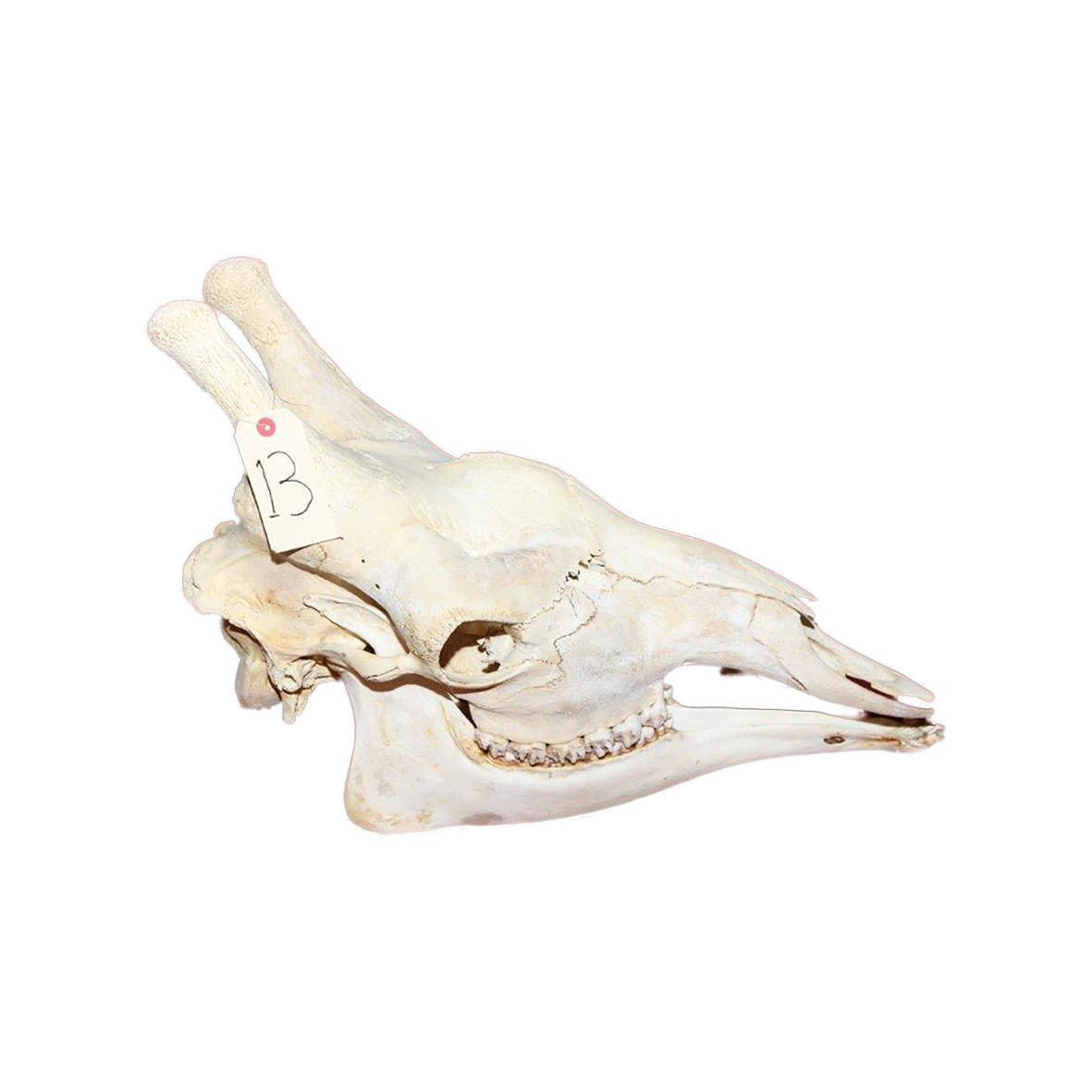 GIRAFFE SKULL GSX13