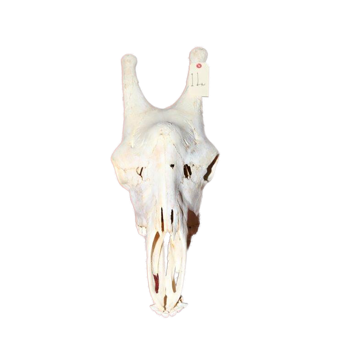 GIRAFFE SKULL GSX14 - Image 2