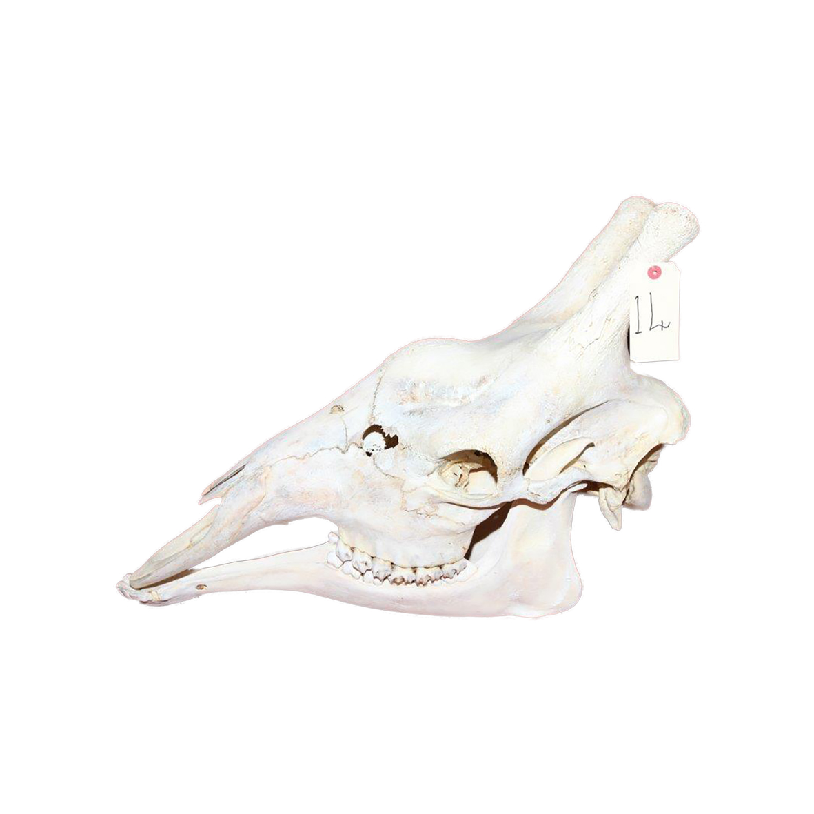 GIRAFFE SKULL GSX14 - Image 3