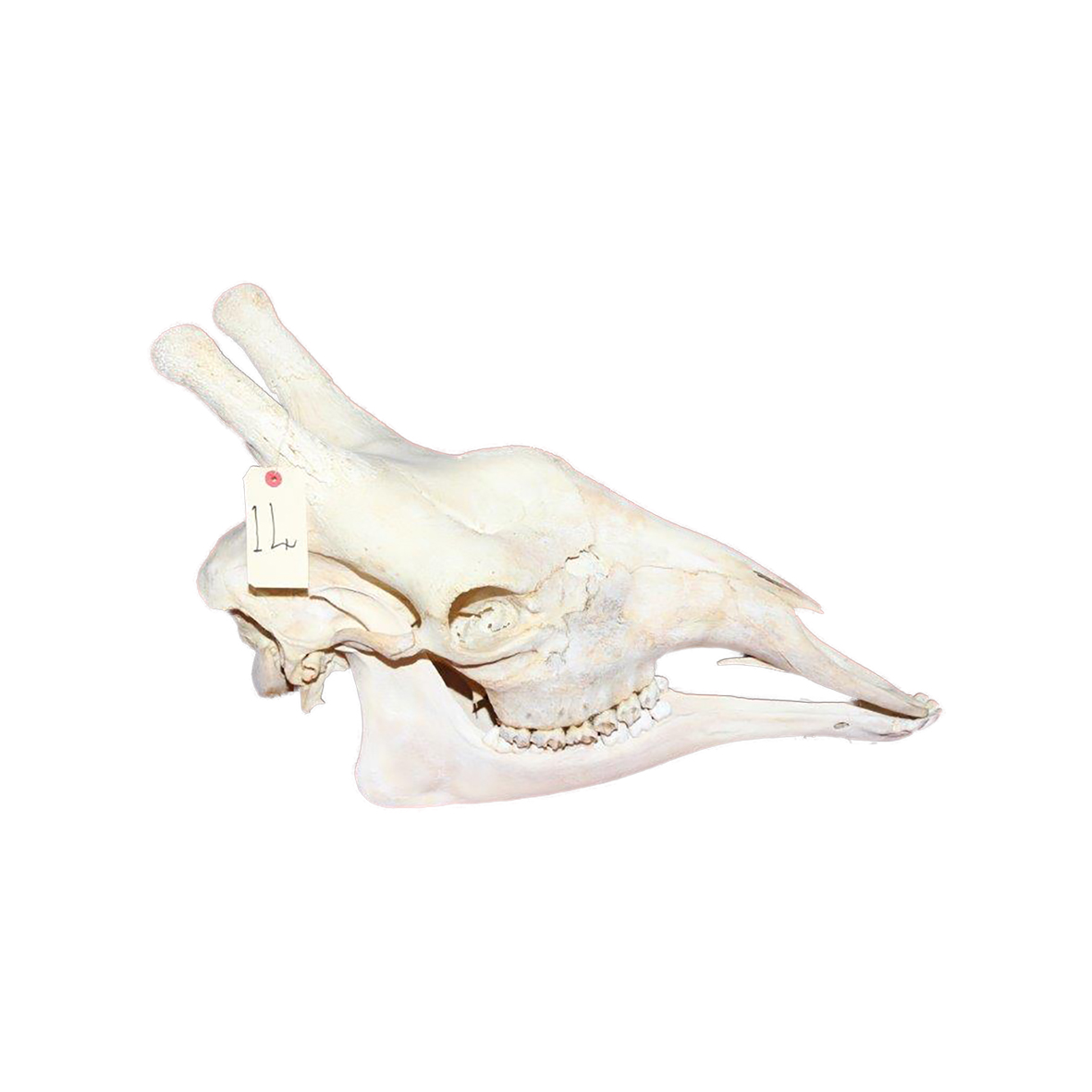 GIRAFFE SKULL GSX14
