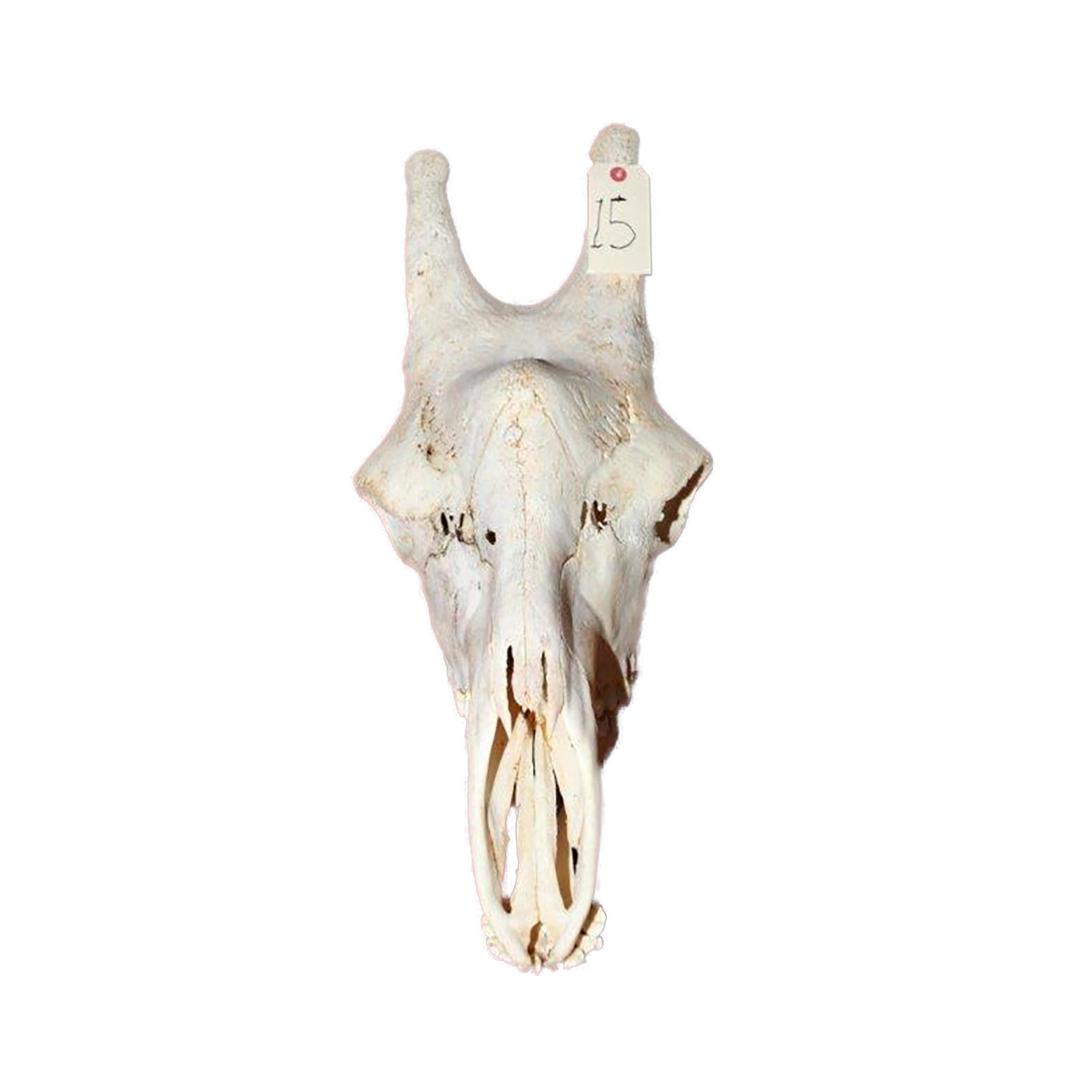 GIRAFFE SKULL GSX15 - Image 2