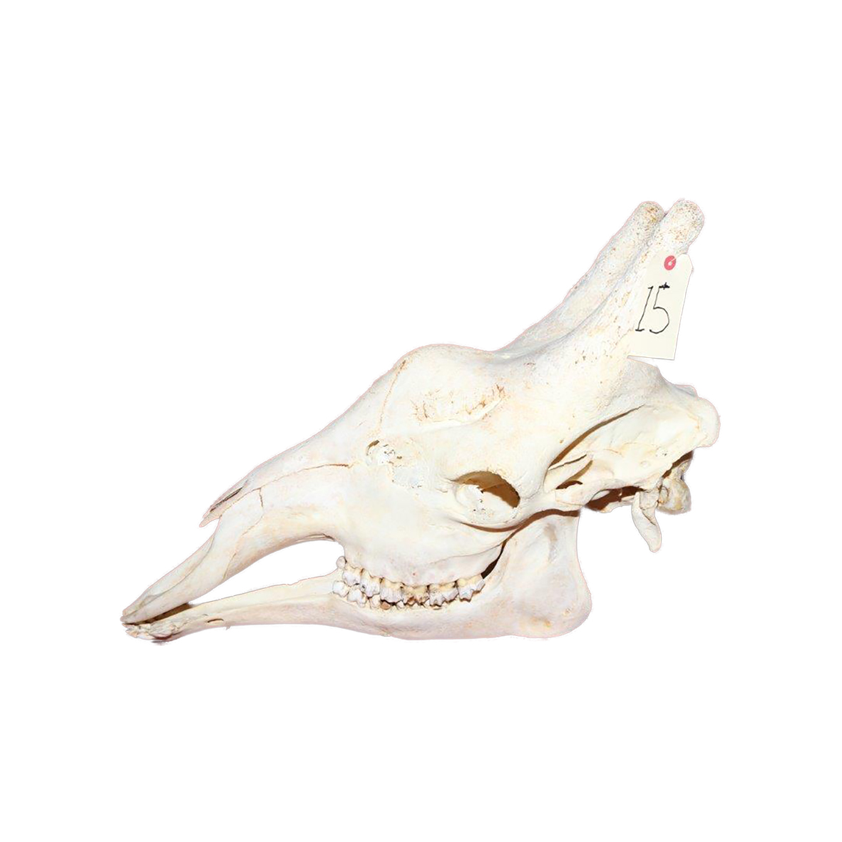 GIRAFFE SKULL GSX15 - Image 3