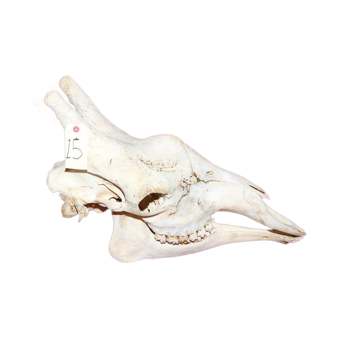 GIRAFFE SKULL GSX15