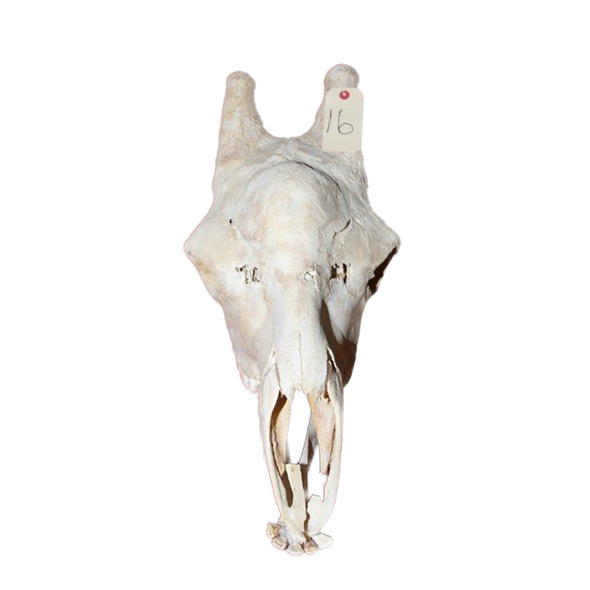GIRAFFE SKULL GSX16 - Image 2