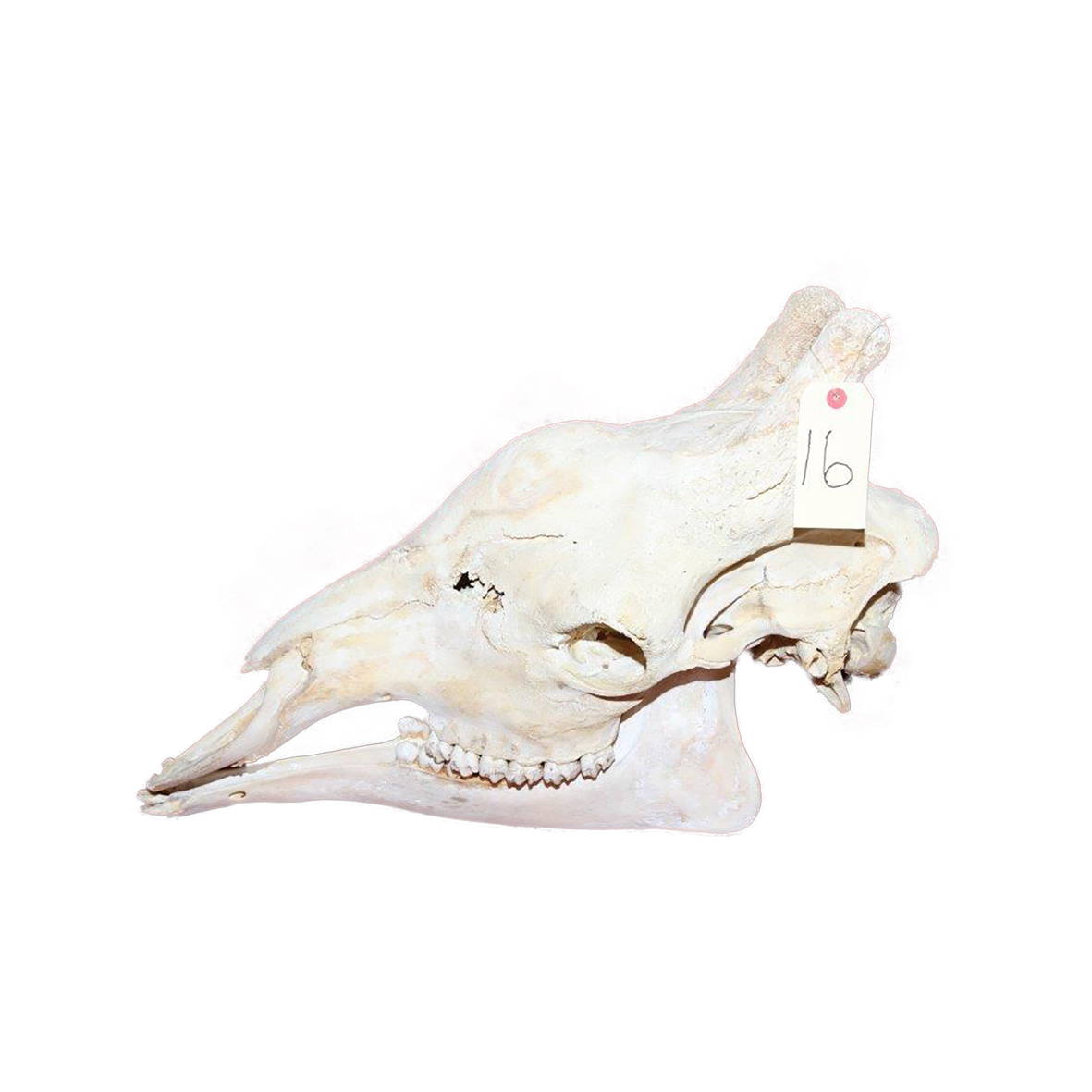 GIRAFFE SKULL GSX16 - Image 3