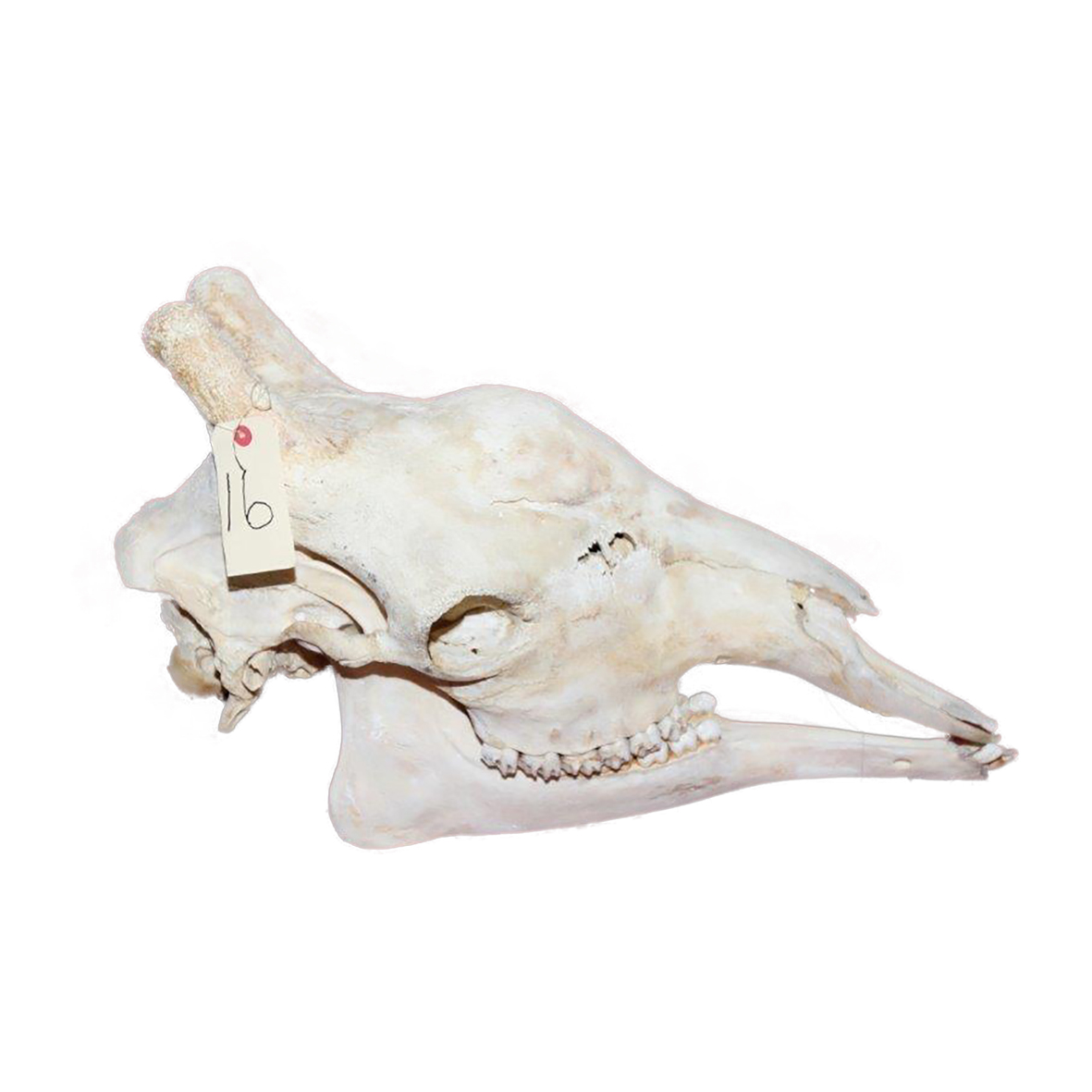 GIRAFFE SKULL GSX16 - Image 4