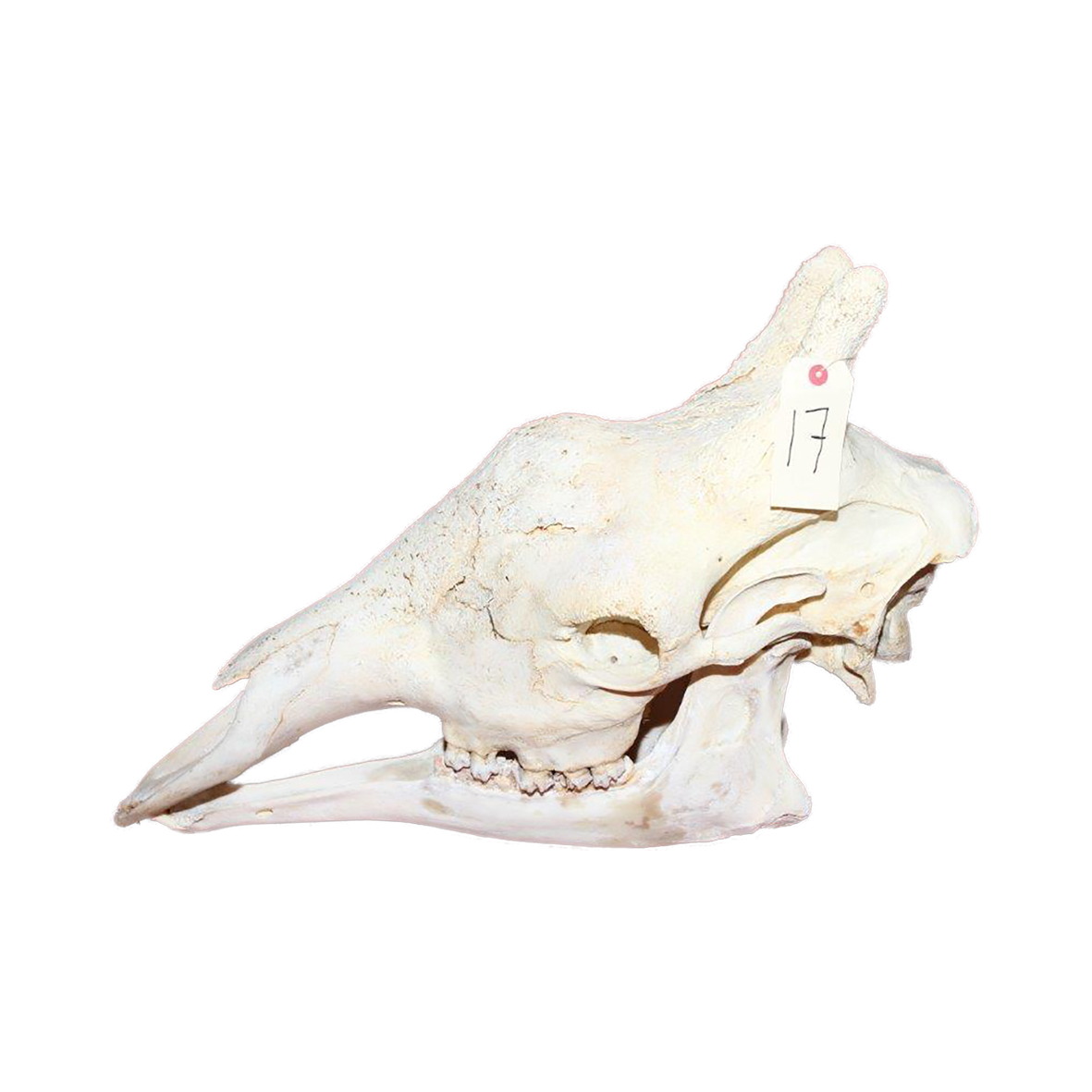 GIRAFFE SKULL GSX17 - Image 2