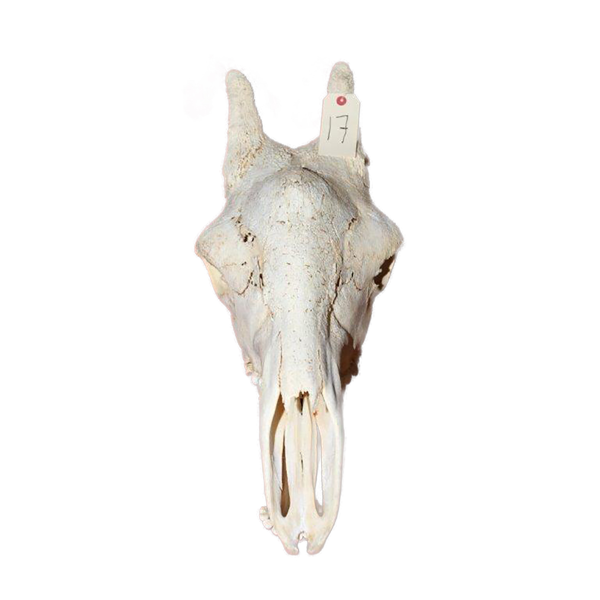 GIRAFFE SKULL GSX17 - Image 4