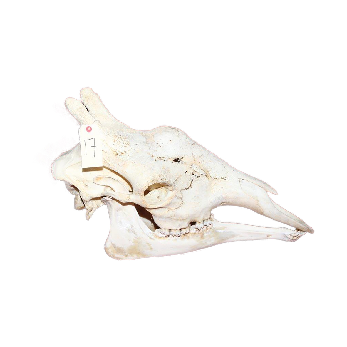 GIRAFFE SKULL GSX17