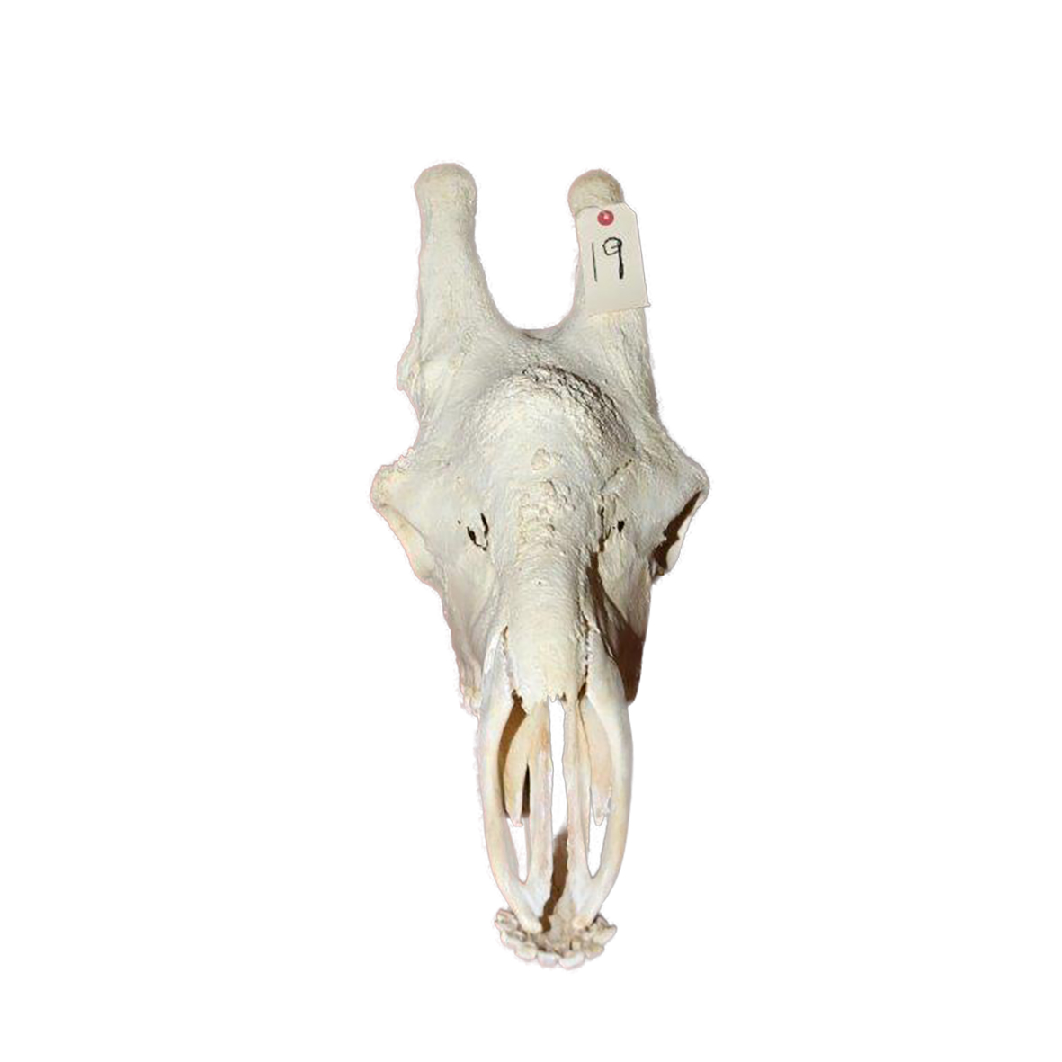 GIRAFFE SKULL GSX19 - Image 2