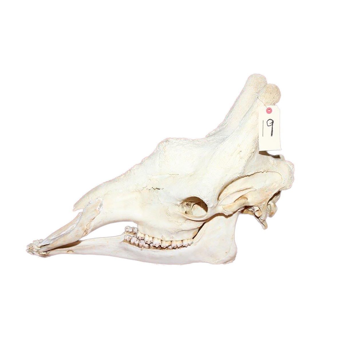 GIRAFFE SKULL GSX19 - Image 3
