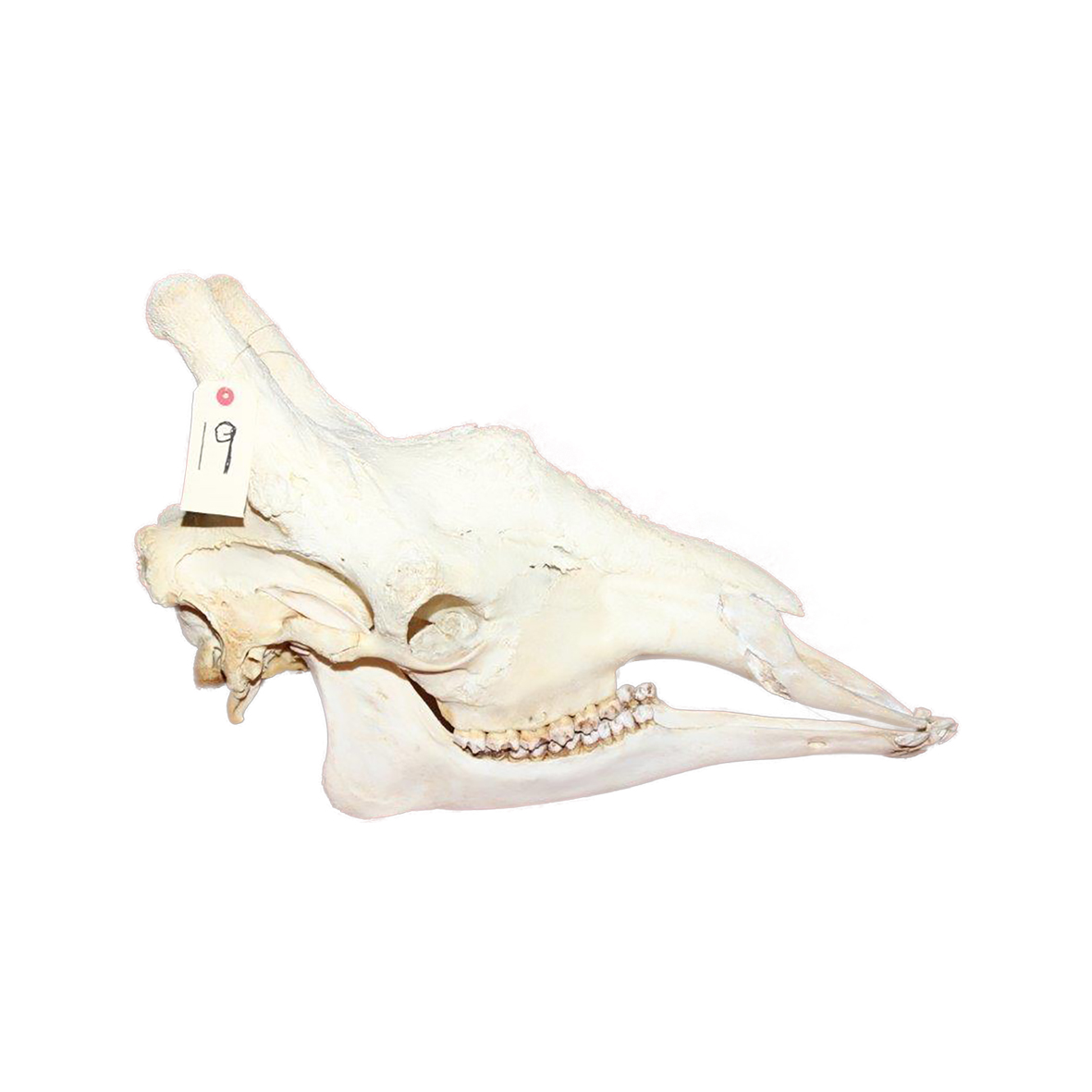 GIRAFFE SKULL GSX19 - Image 4