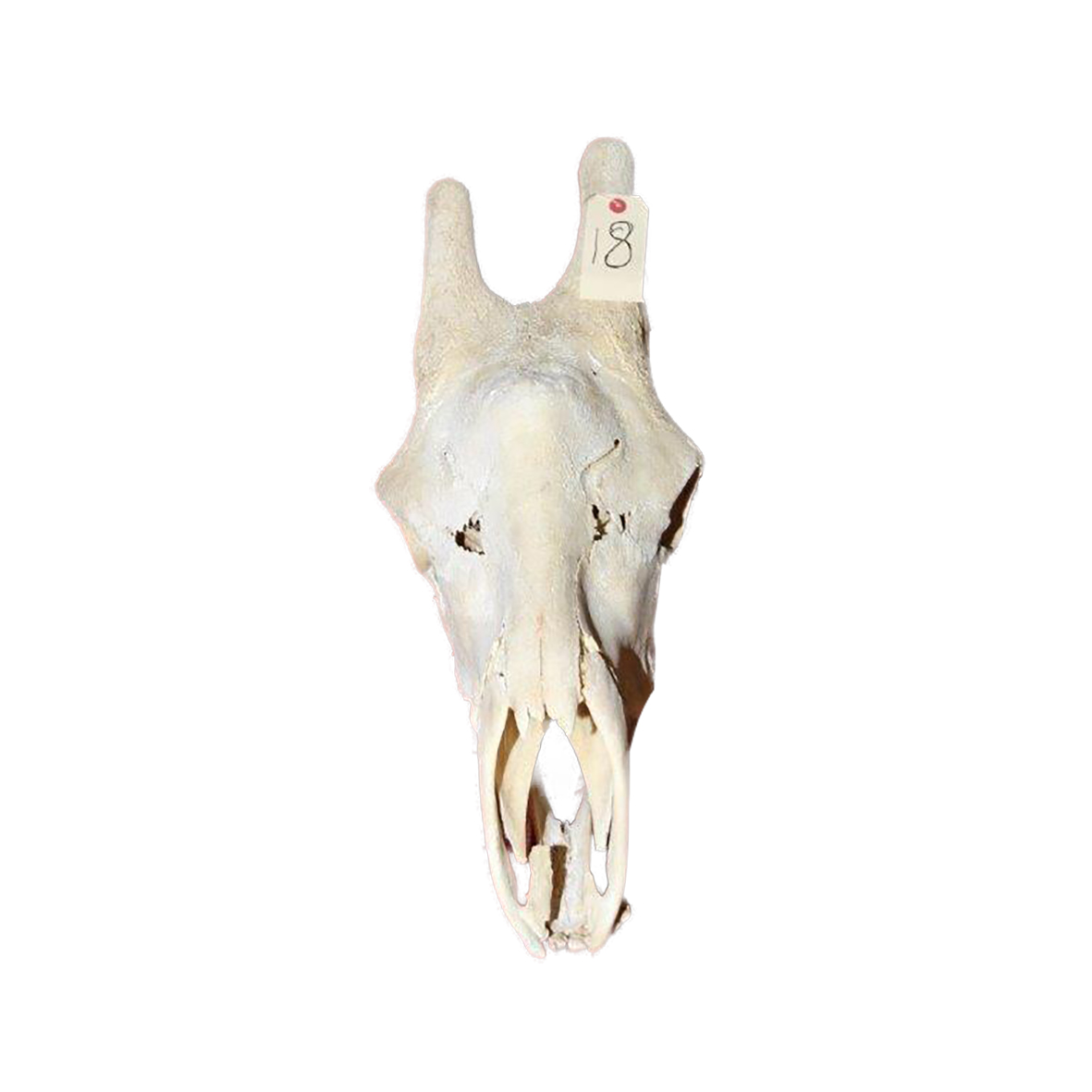 GIRAFFE SKULL GSX19