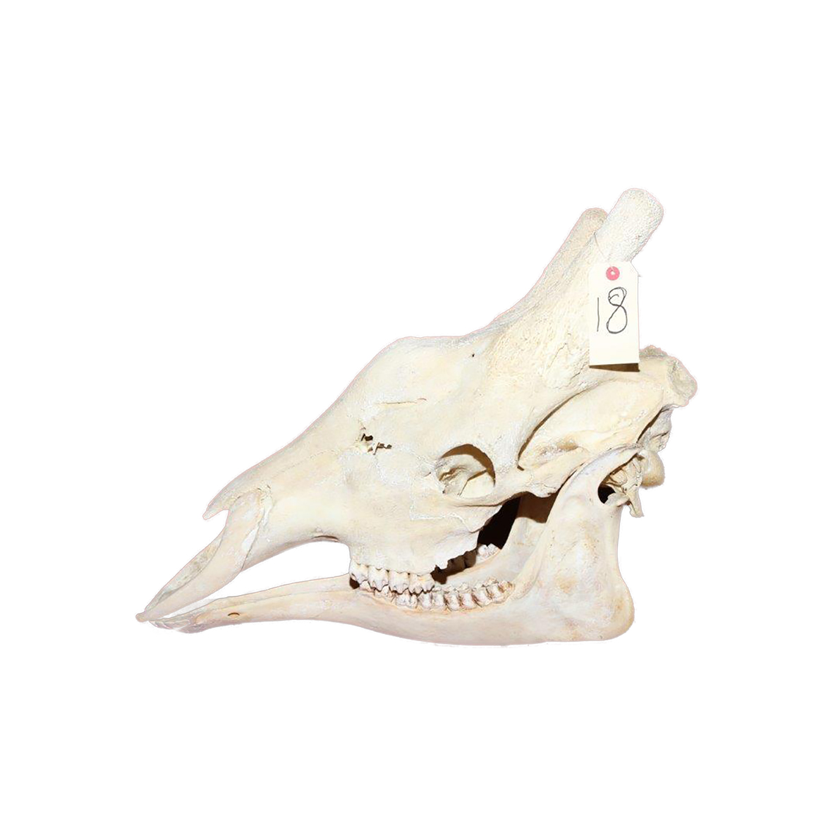 GIRAFFE SKULL GSX18 - Image 3