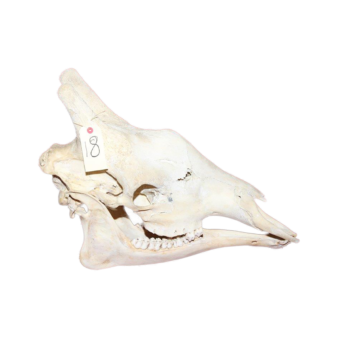 GIRAFFE SKULL GSX18 - Image 4