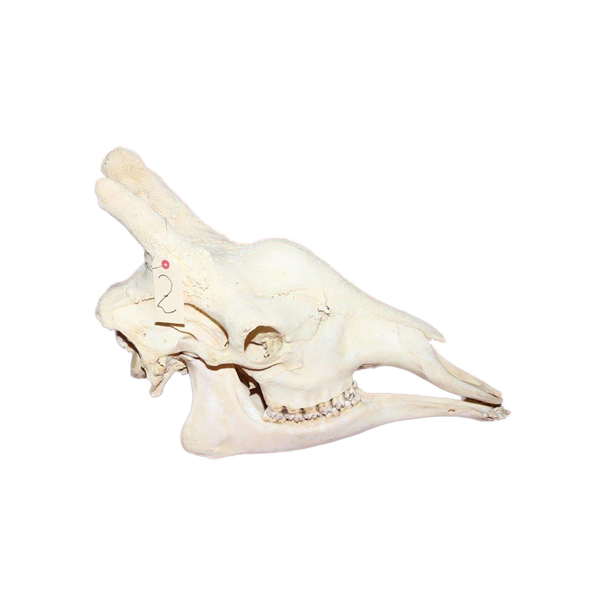 GIRAFFE SKULL GSX2 - Image 2