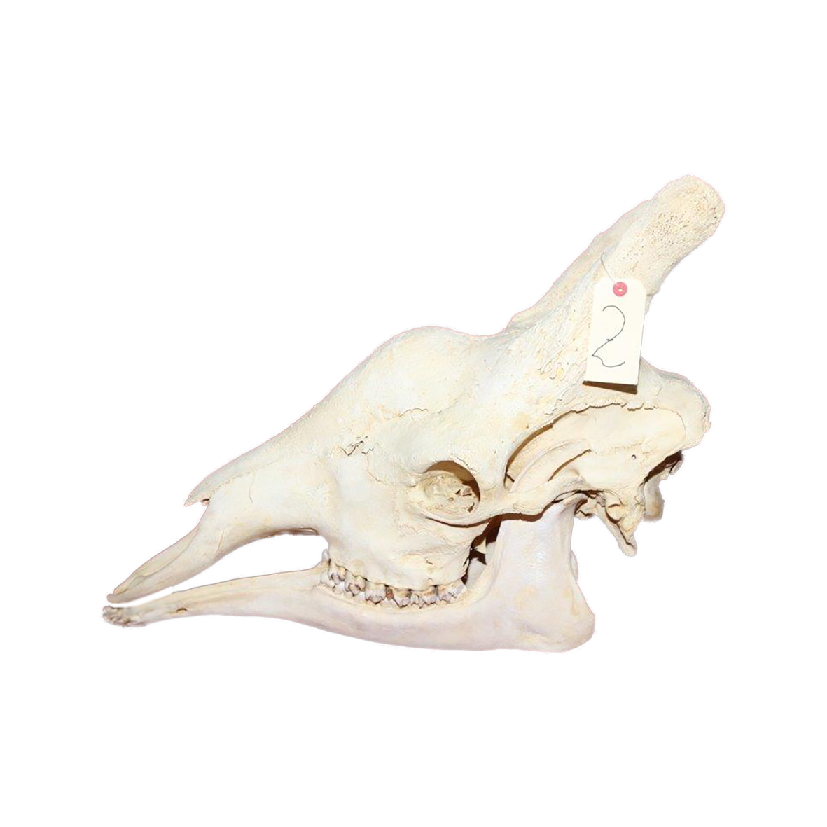 GIRAFFE SKULL GSX2 - Image 3