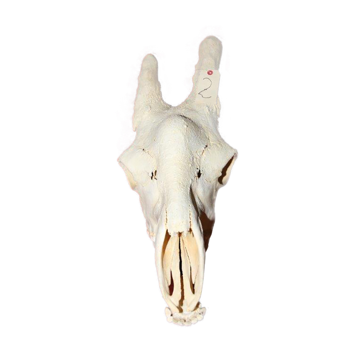 GIRAFFE SKULL GSX2 - Image 4
