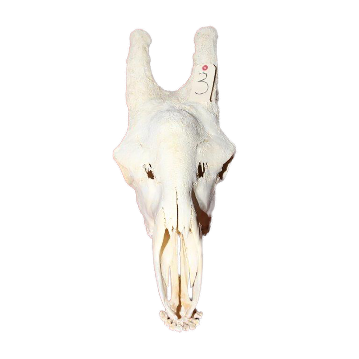 GIRAFFE SKULL GSX3 - Image 3