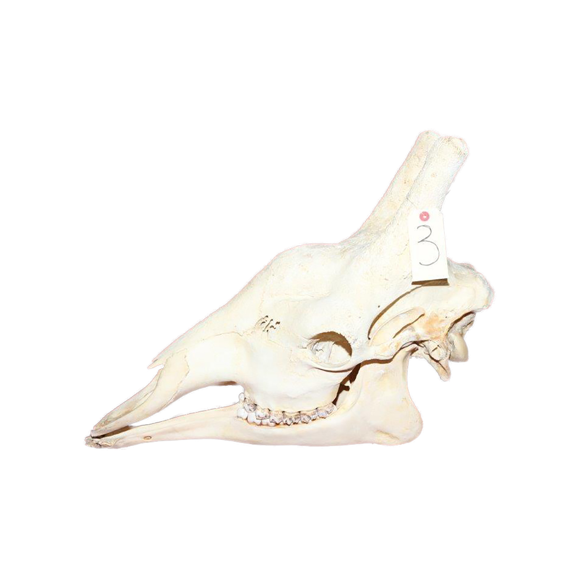 GIRAFFE SKULL GSX3 - Image 4
